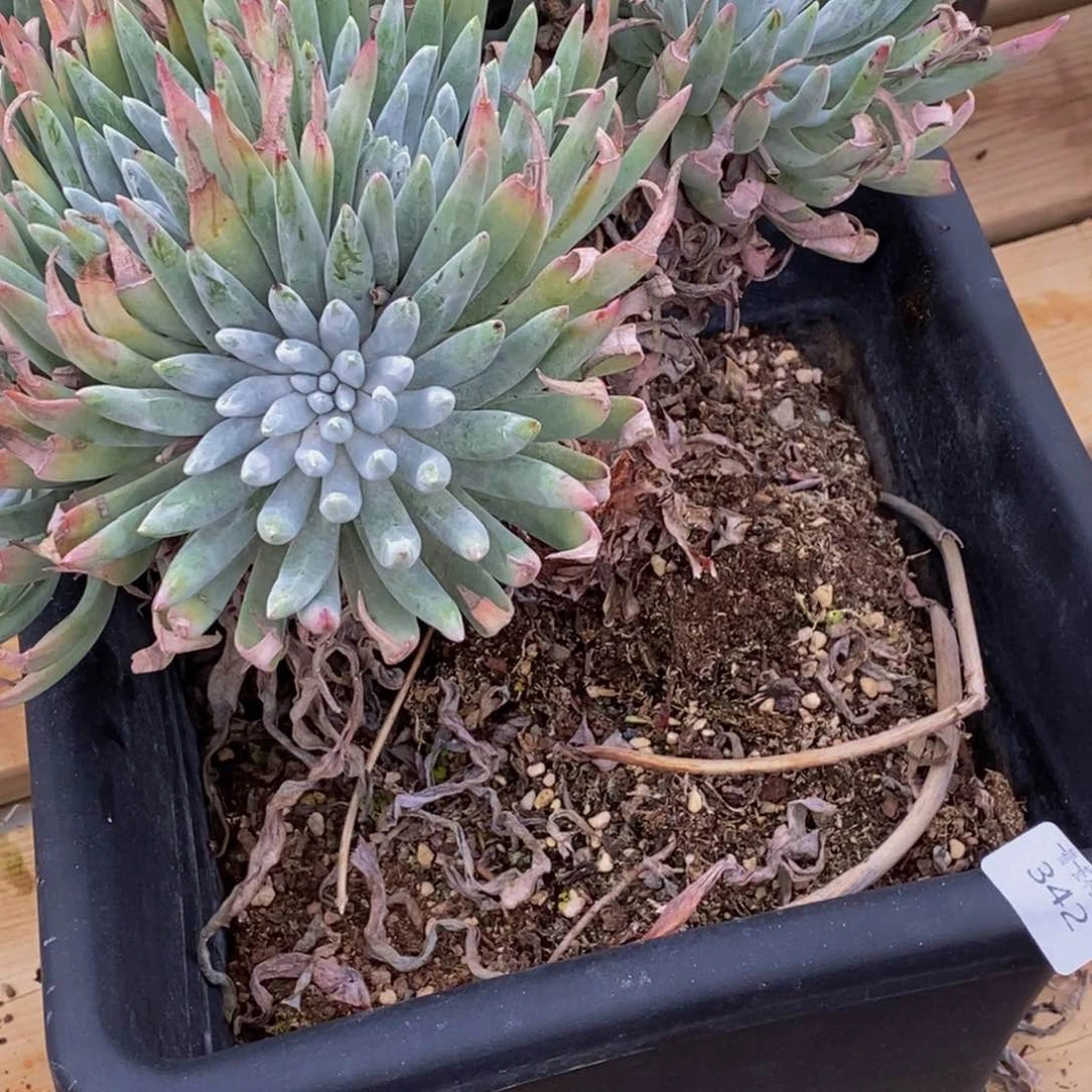 叶****3342的人在一起的时候