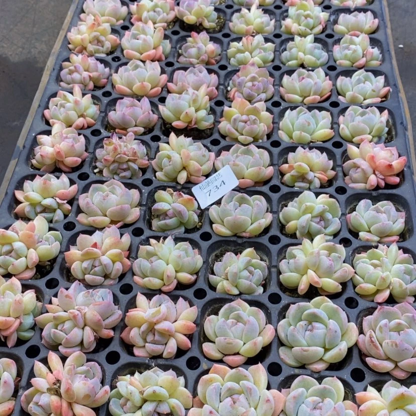 【闪购商品】诺**常734多肉