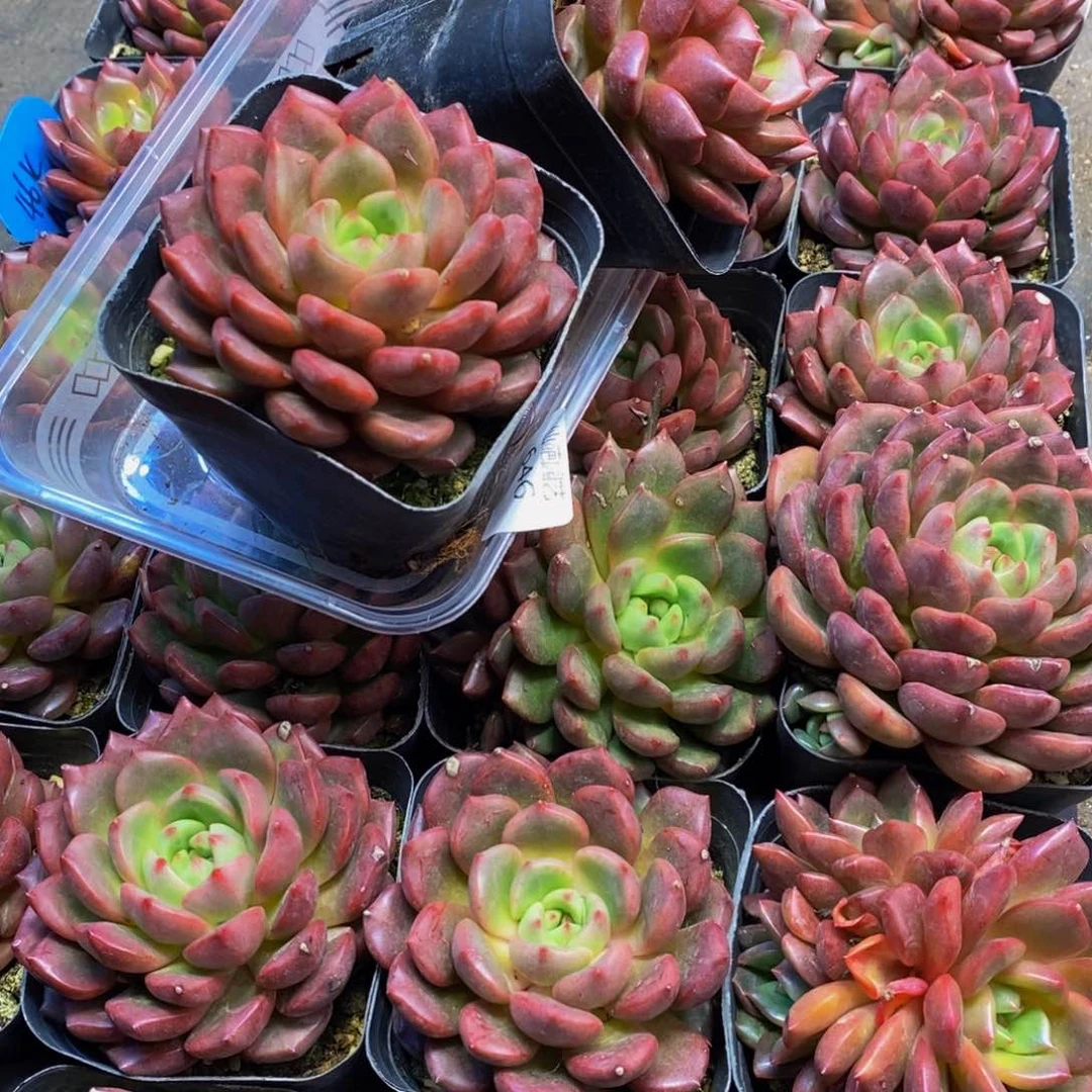 646 仙葩园艺精品多肉