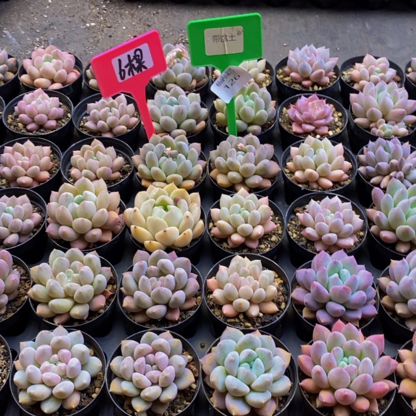 【闪购商品】126......