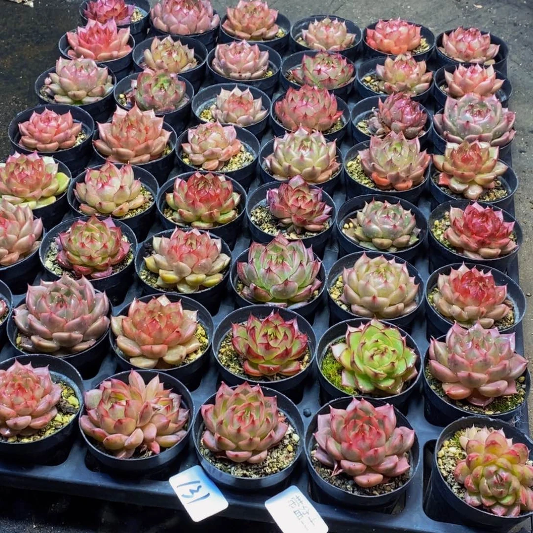 酥***干131的人在一起的时候