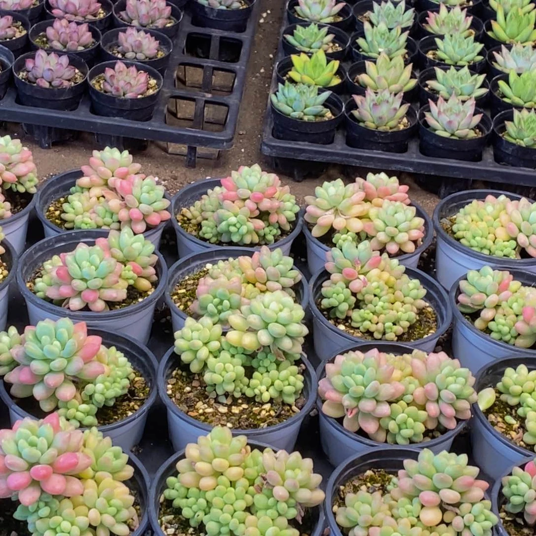 341多肉植物保护研究所所长