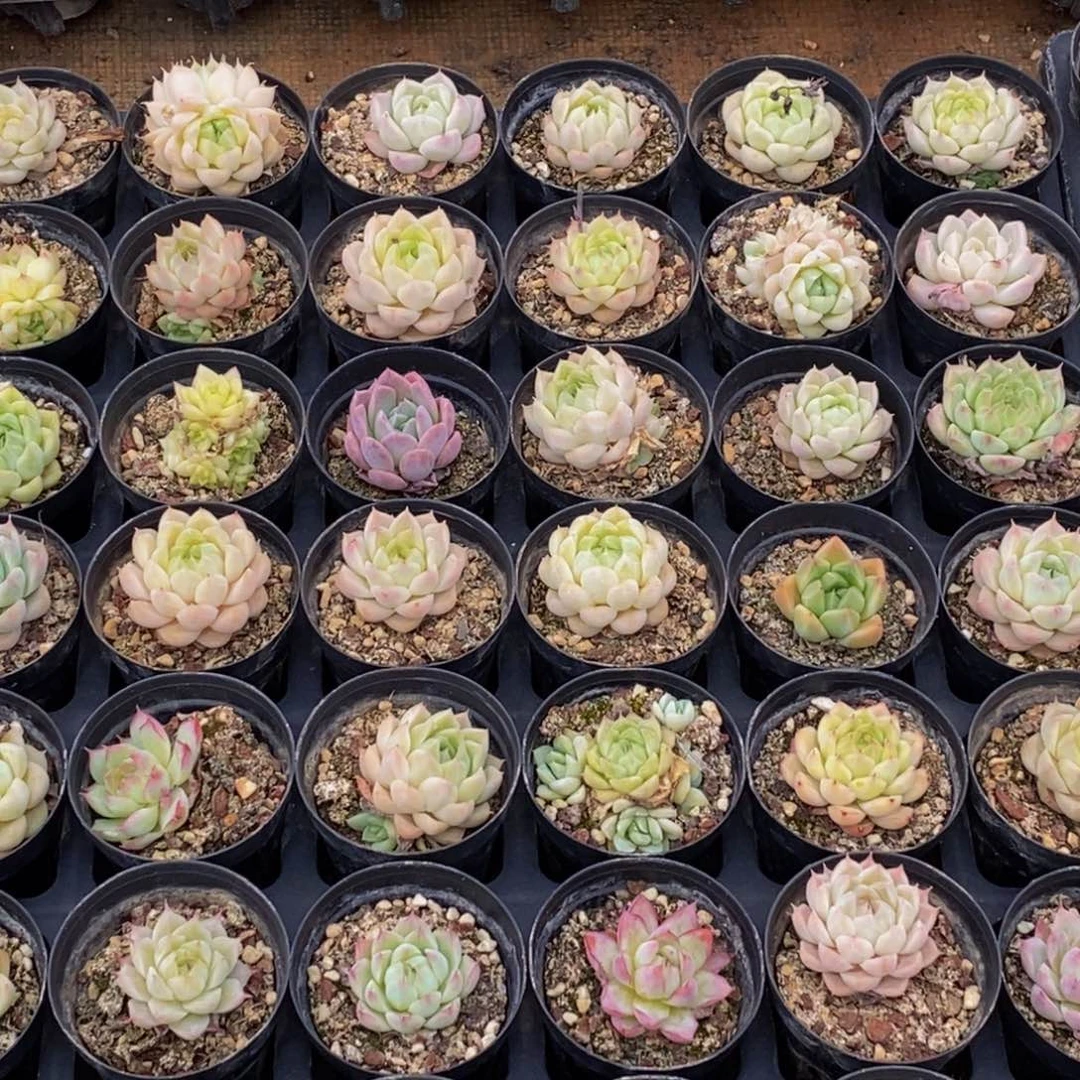 188多肉植物保护研究所