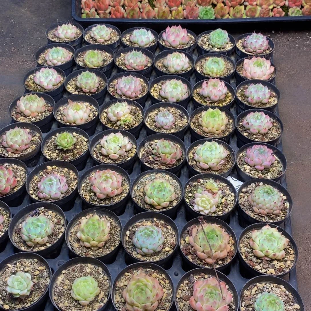 25多肉植物保护研究所所长