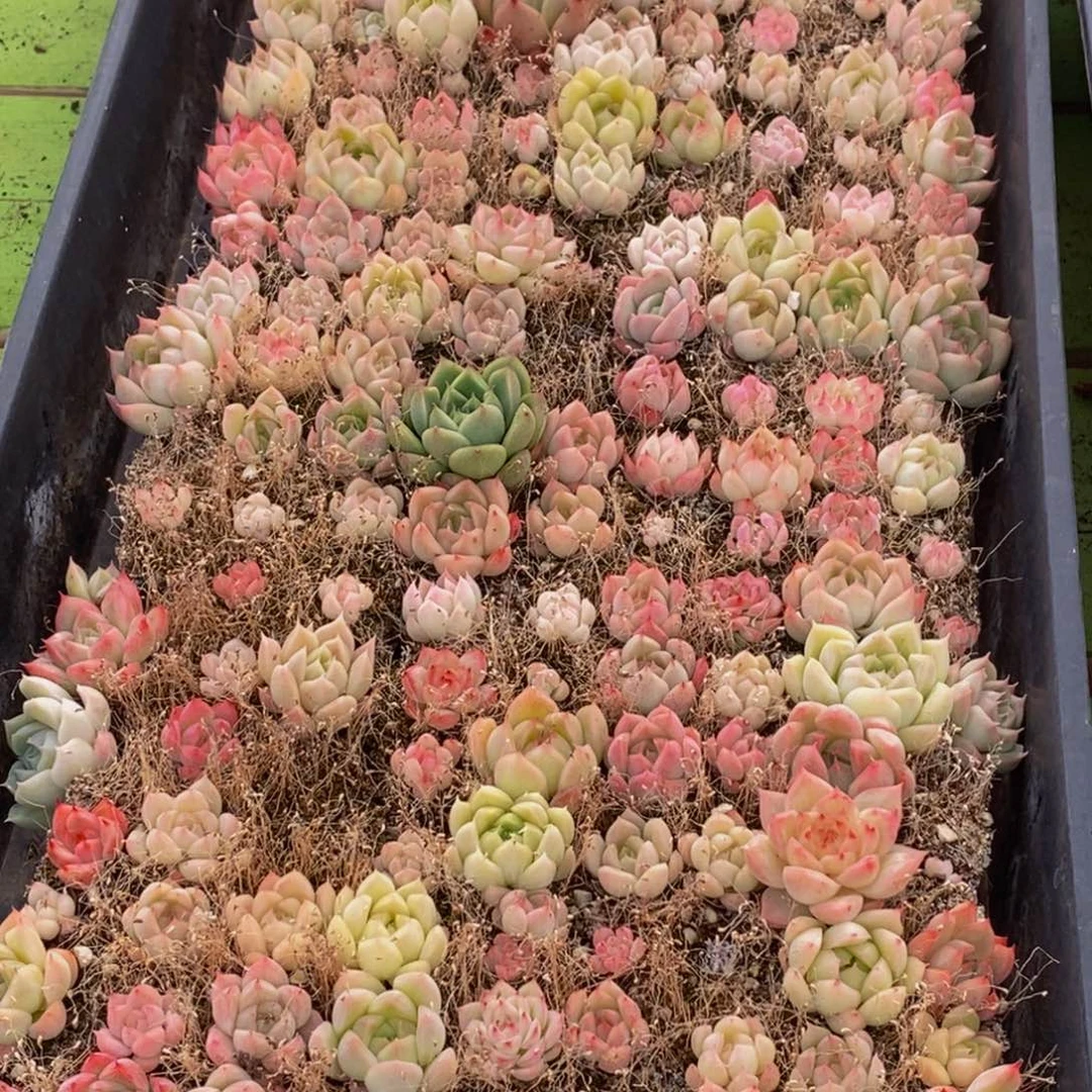 826多肉植物保护研究所