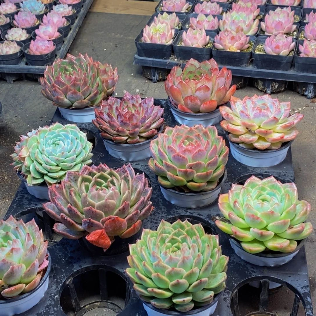 399的人在一起的时候