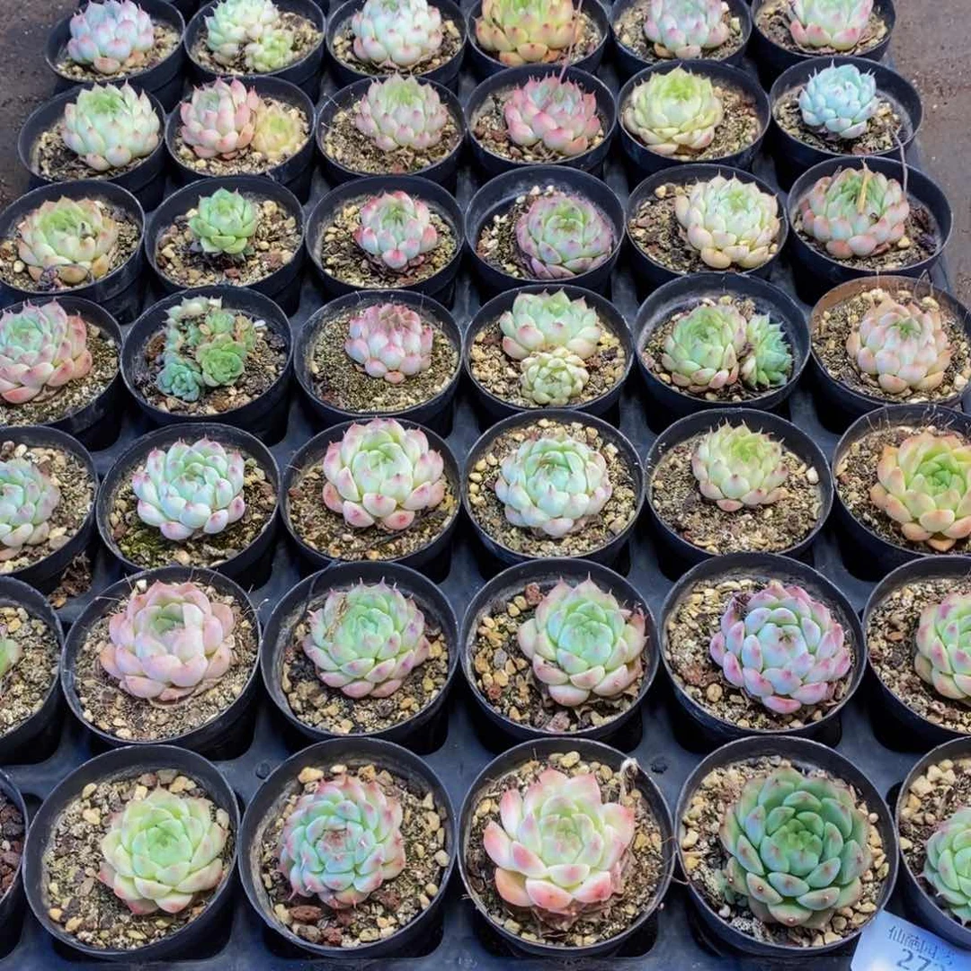 272 仙葩园艺精品系列