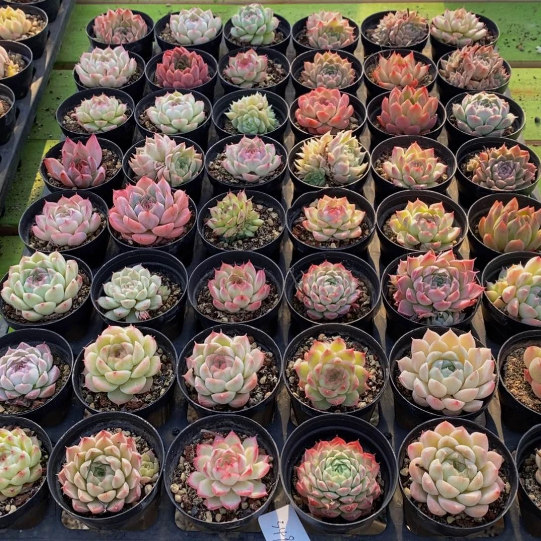 349多肉植物保护研究所所长