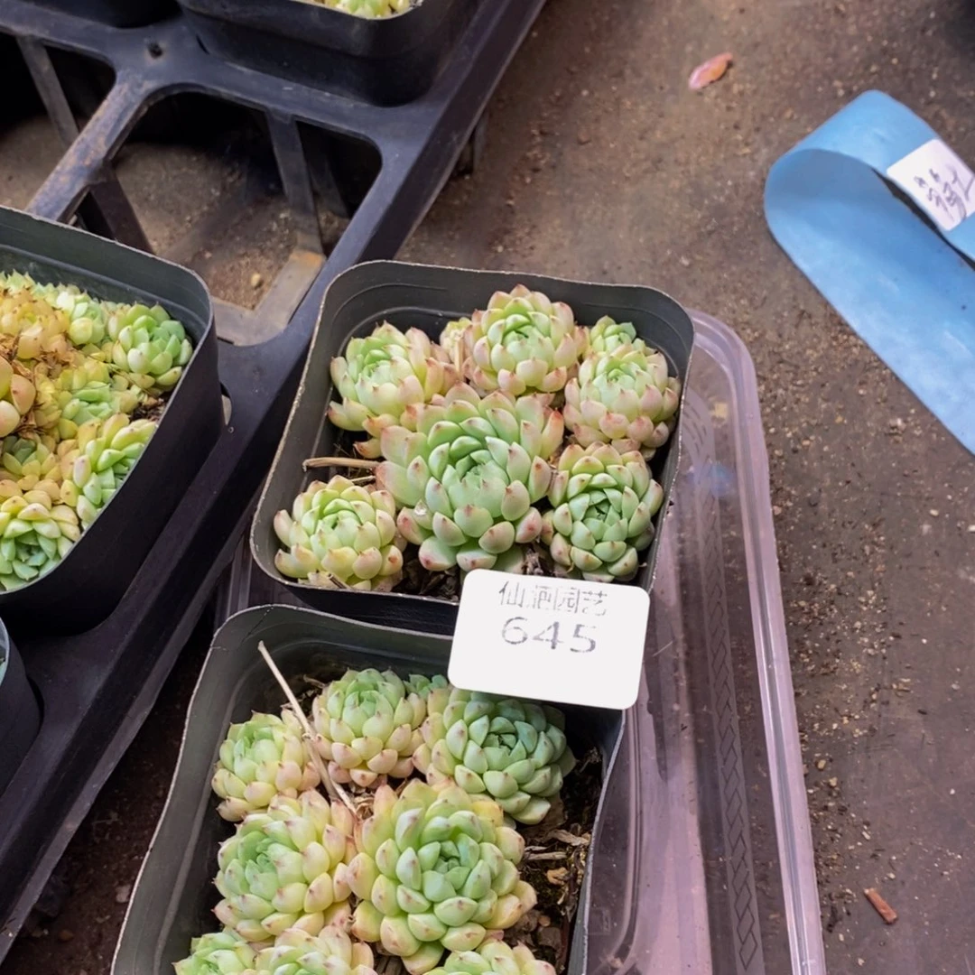 645 仙葩园艺精品多肉