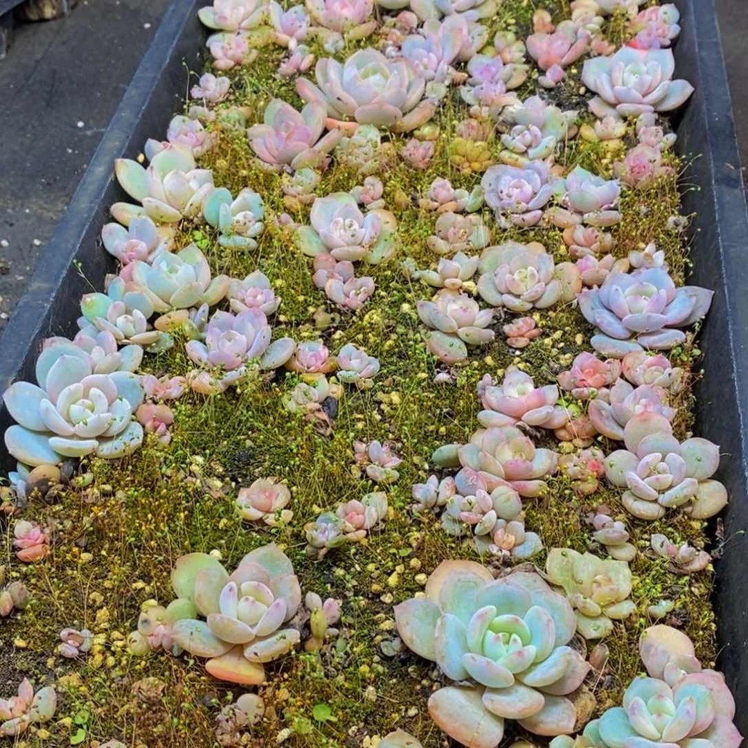 774多肉植物保护研究所