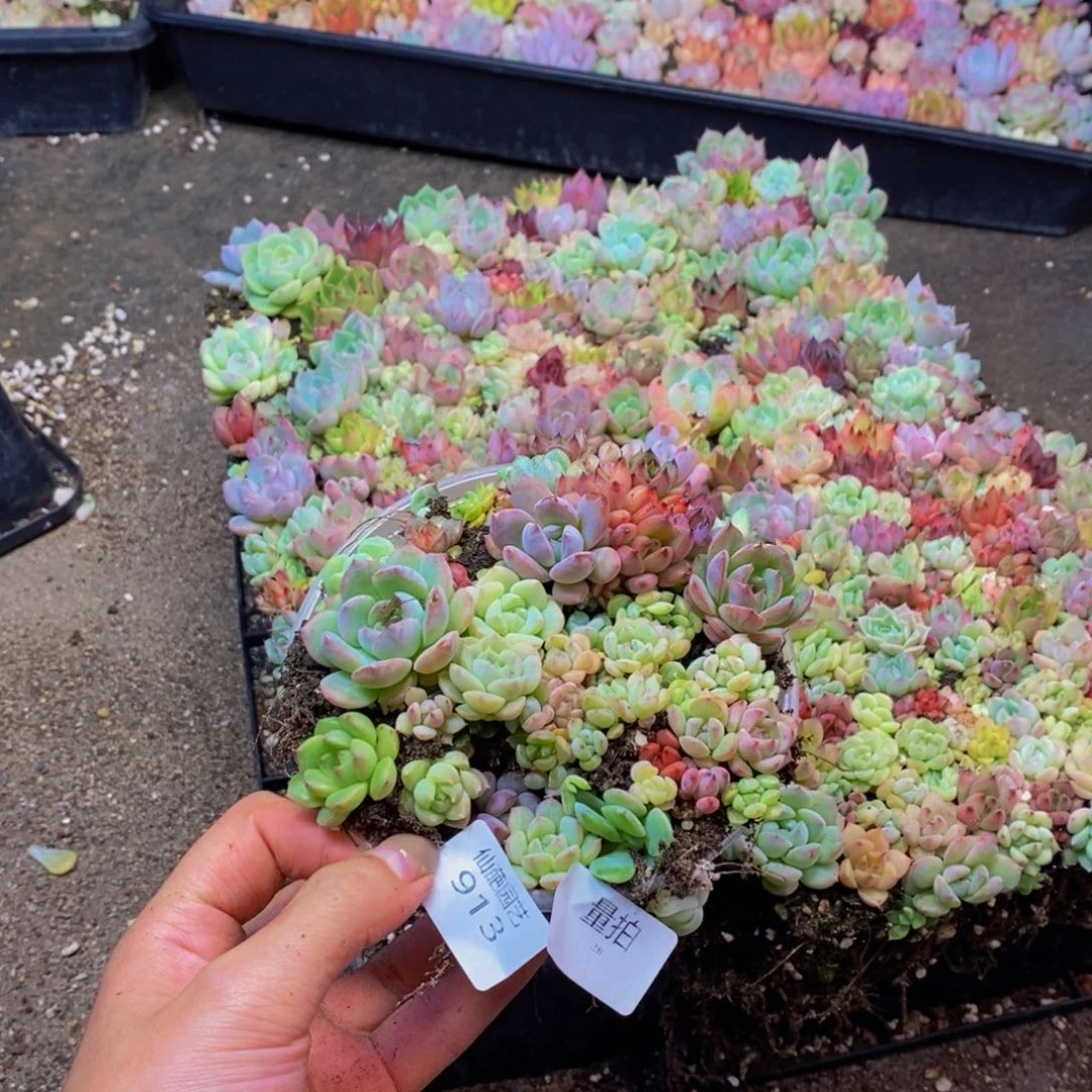 913多肉植物保护研究所量拍一盒