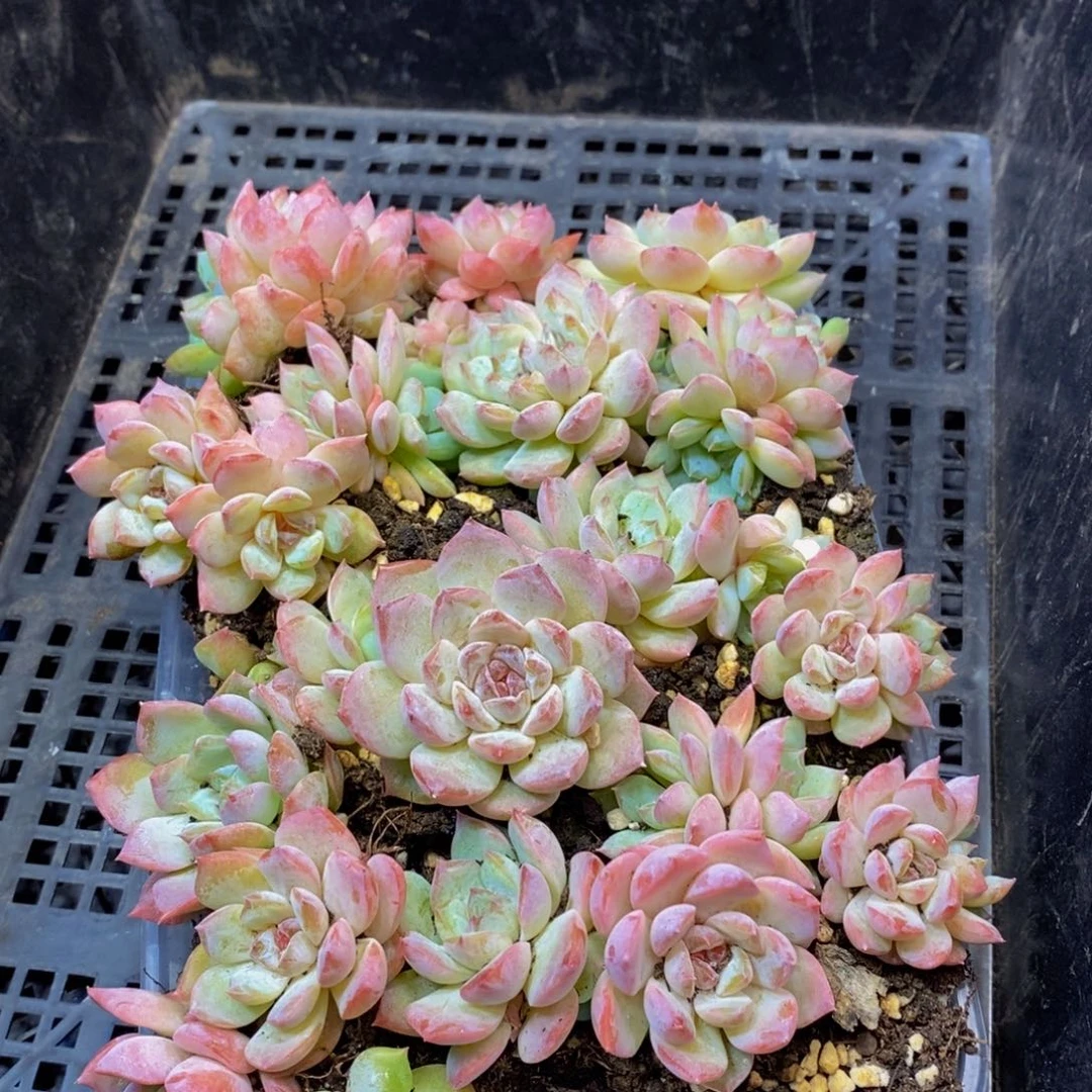 023多肉植物保护研究所