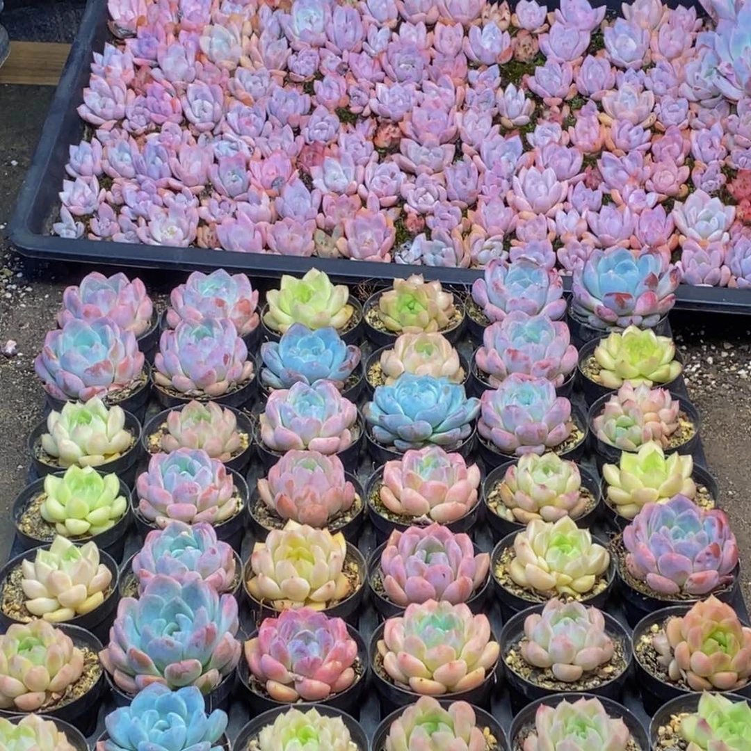 561多肉植物保护研究所所长