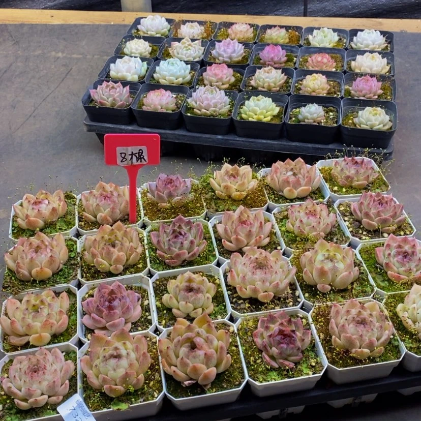 【闪购商品】732.....