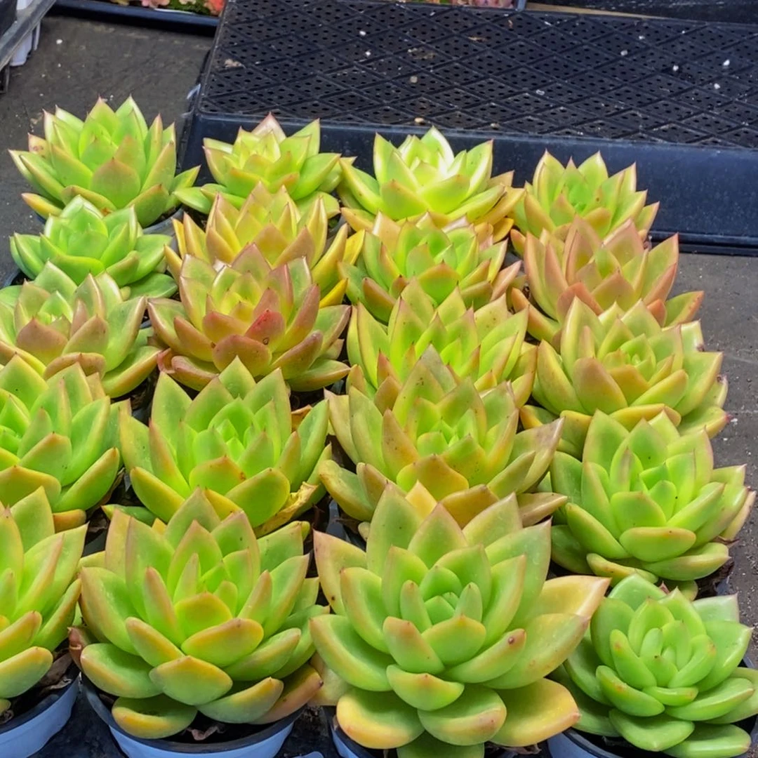 听*-559多肉植物保护研究所