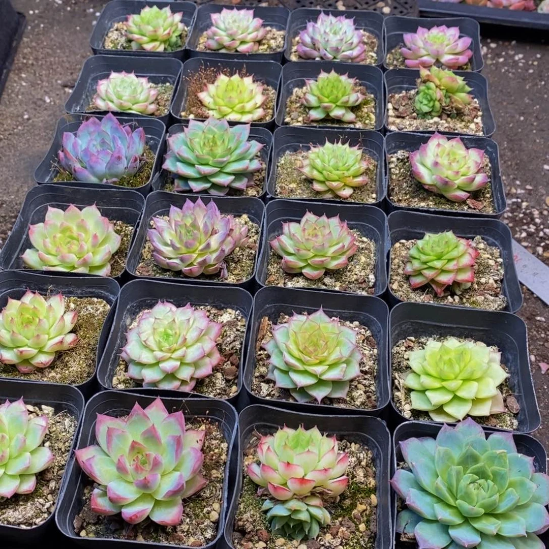 428多肉植物保护研究所所长