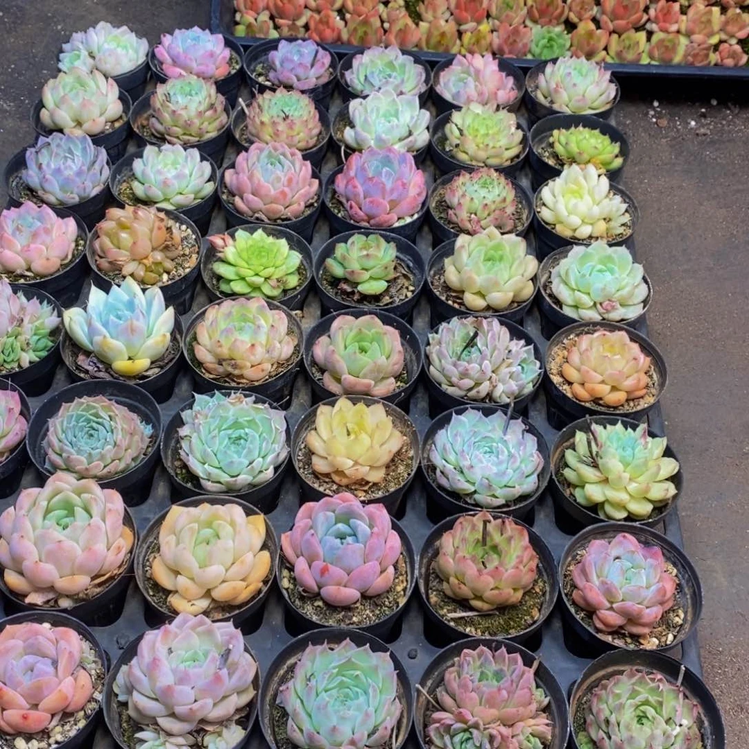 26多肉植物保护研究所所长助理