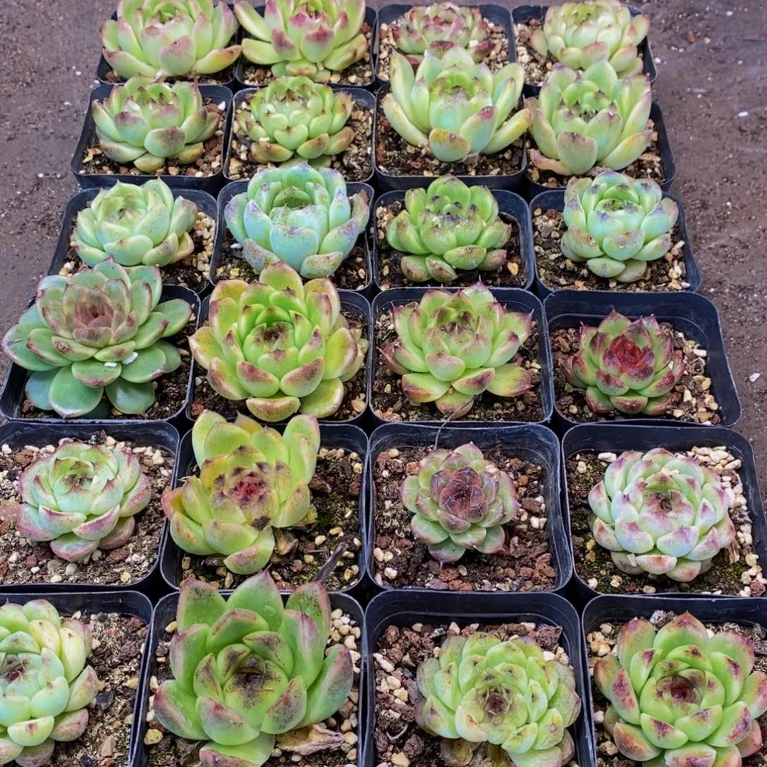 333多肉植物保护研究所所长