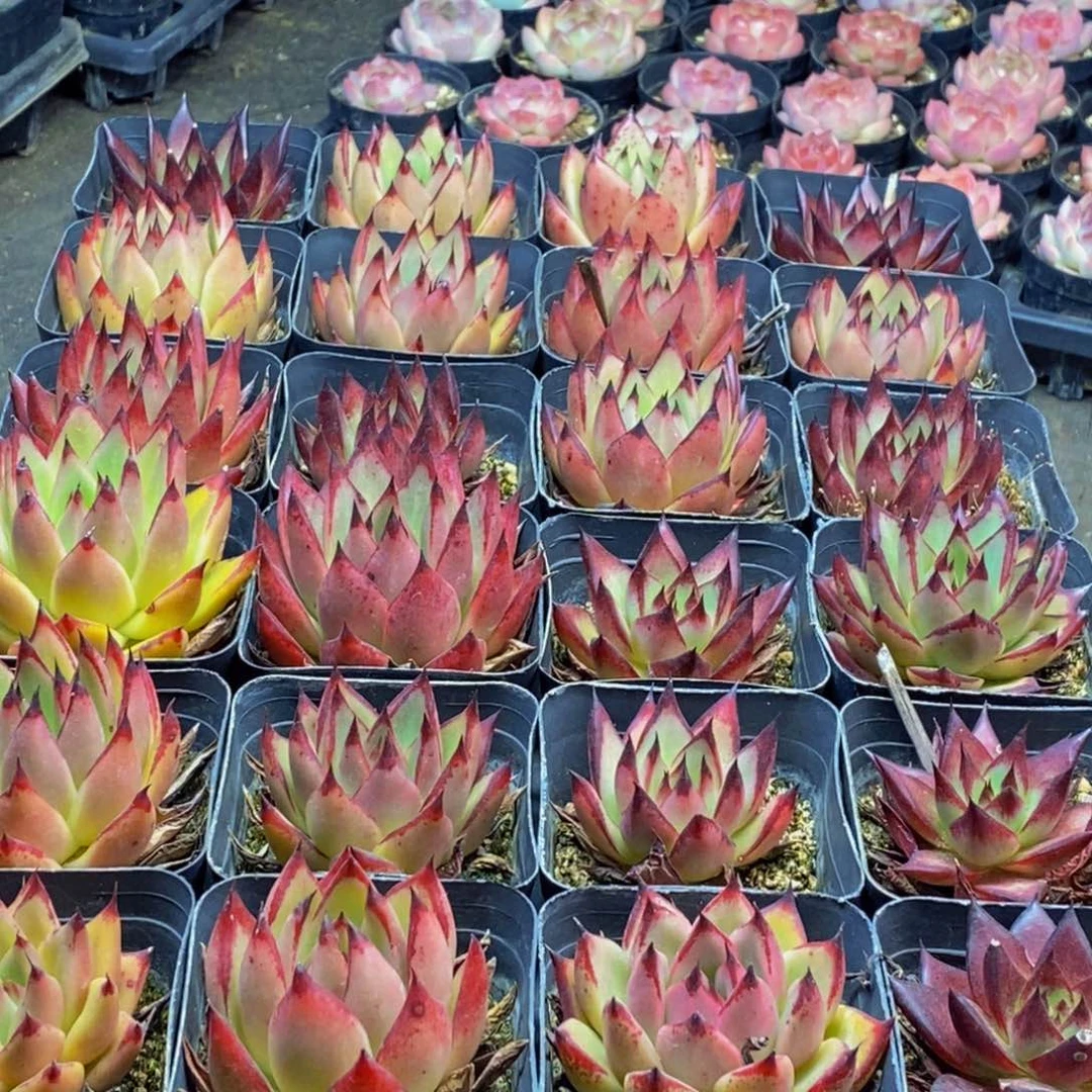 727多肉植物保护研究所