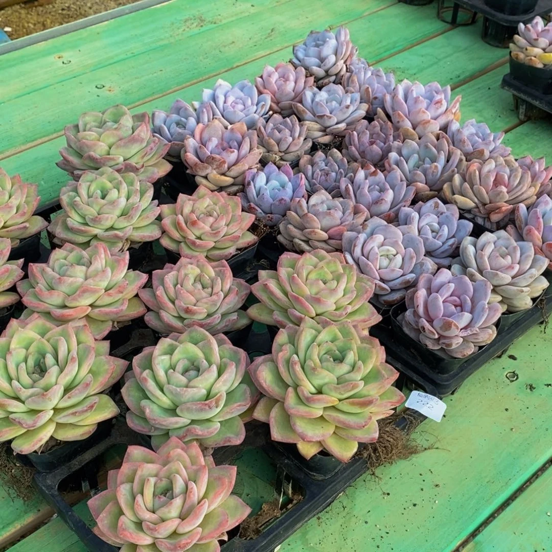 宝****呀222多肉植物保护研究所所长