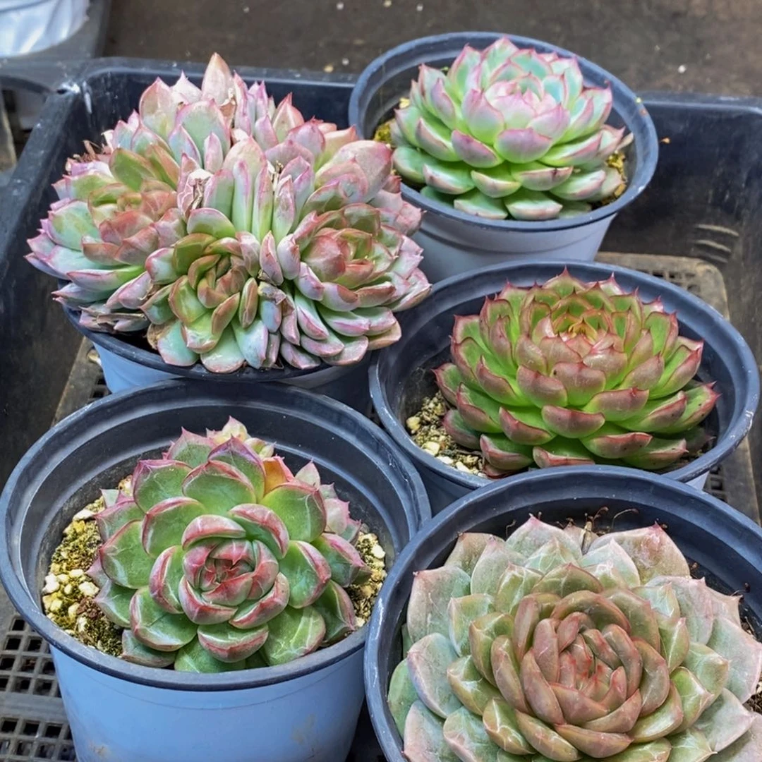 534多肉植物保护研究所所长