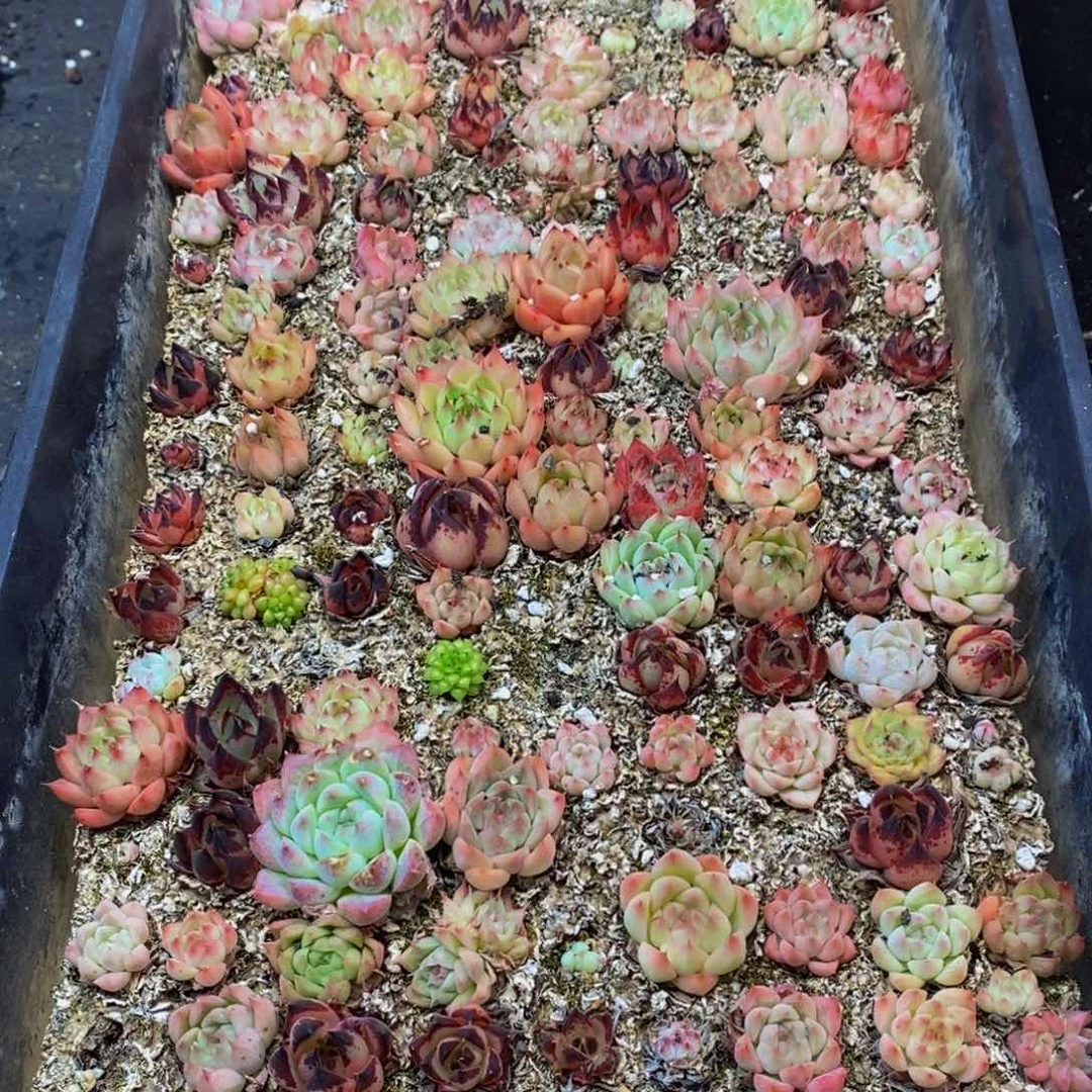 570多肉植物保护研究所