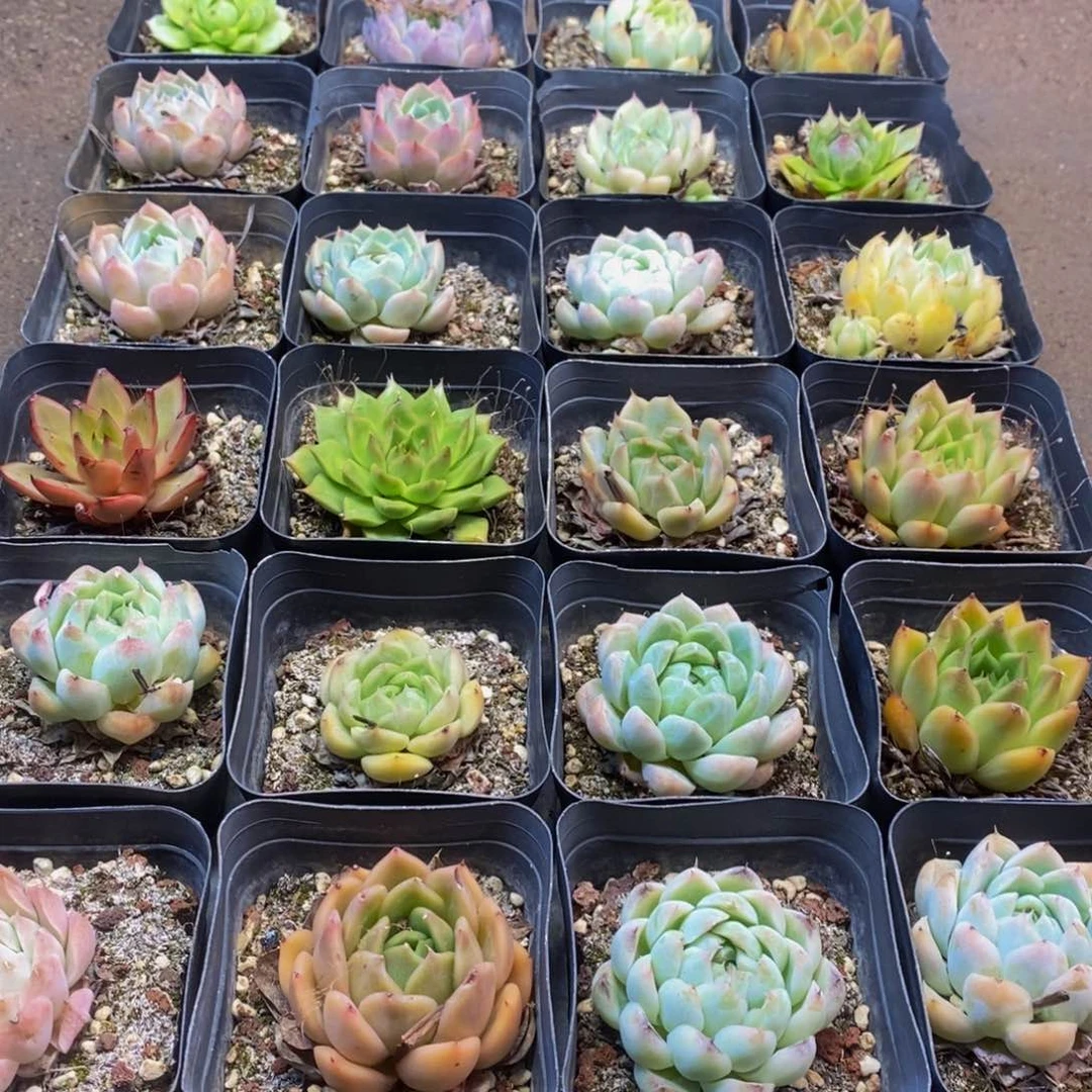 316多肉植物保护研究所所长