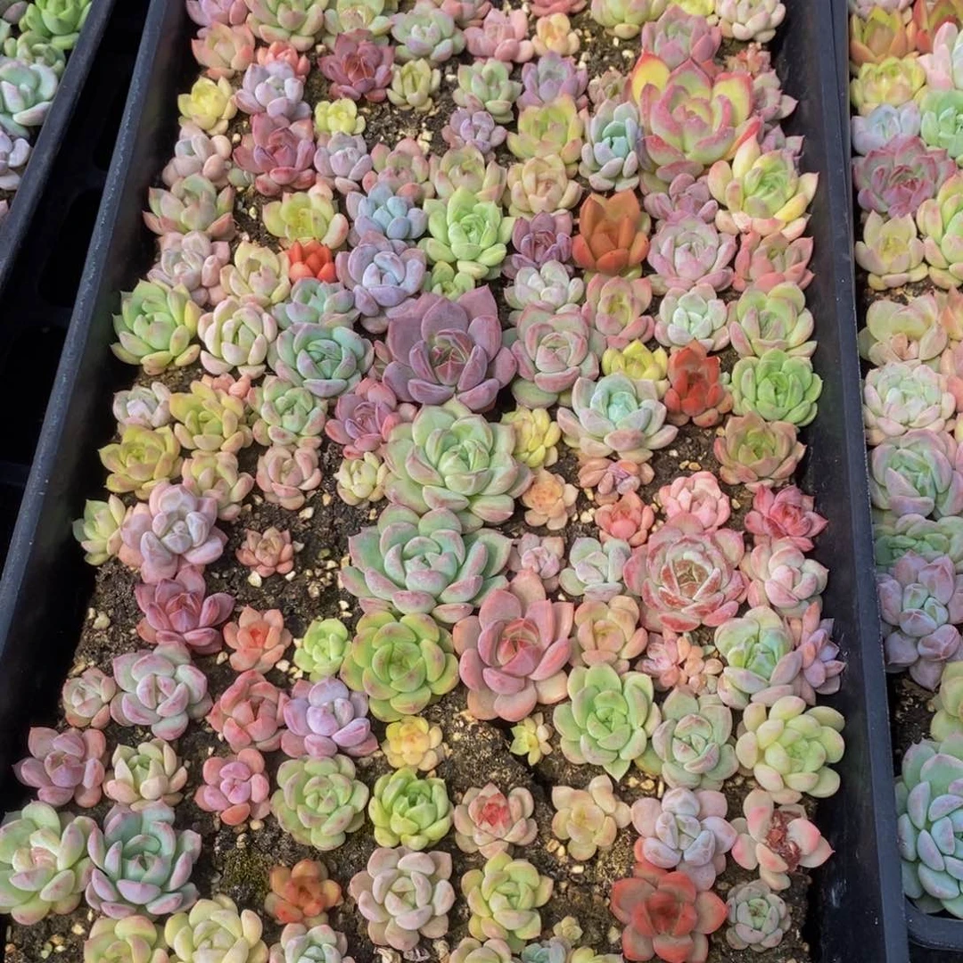 618多肉植物保护研究所