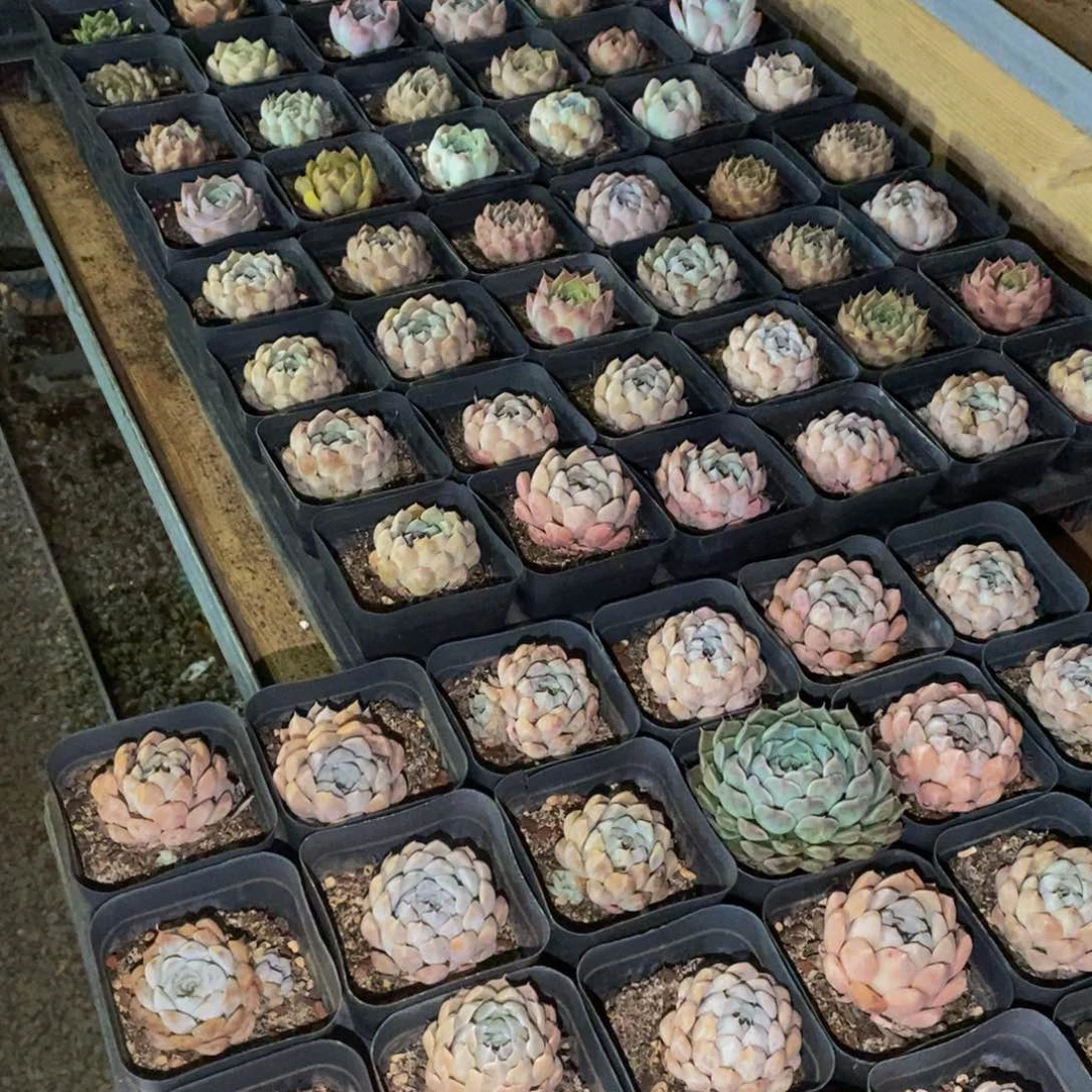 236 仙葩园艺精品多肉