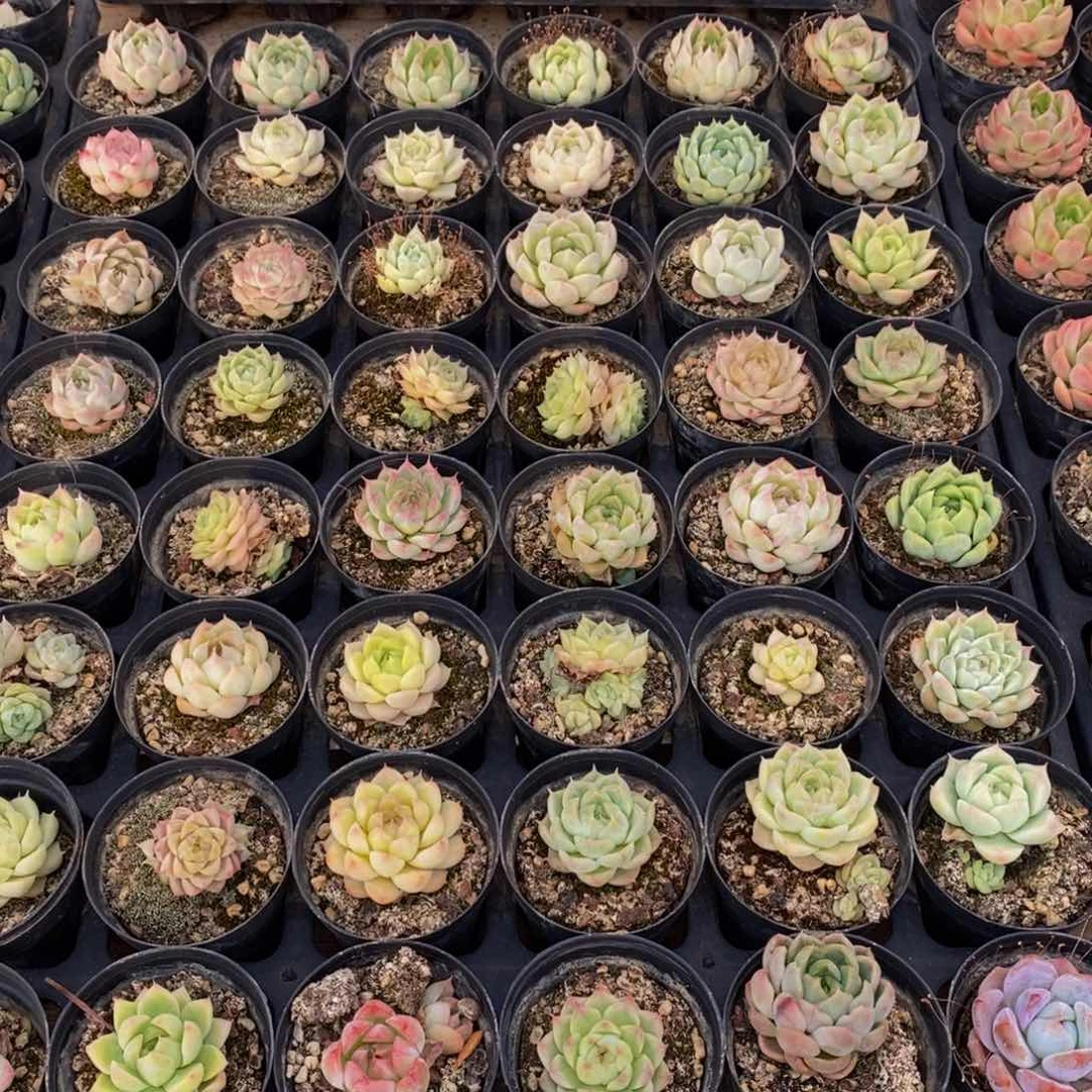 665多肉植物保护研究所所长