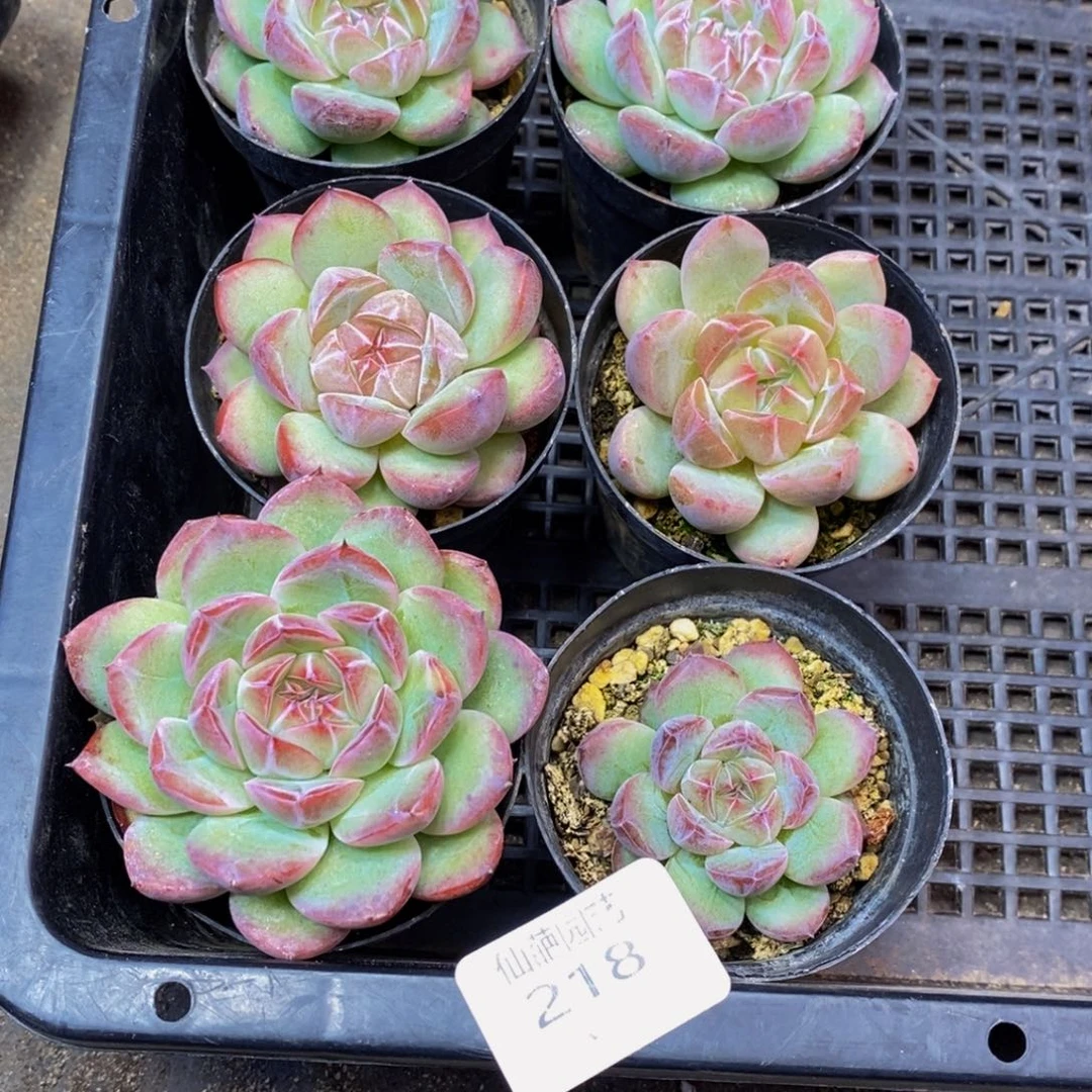 218 仙葩园艺精品多肉