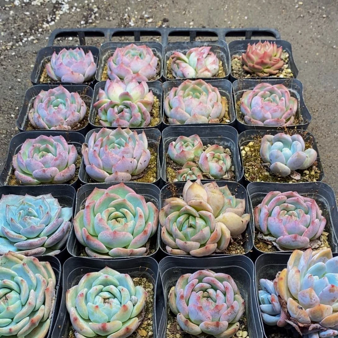 639多肉植物保护研究所所长的