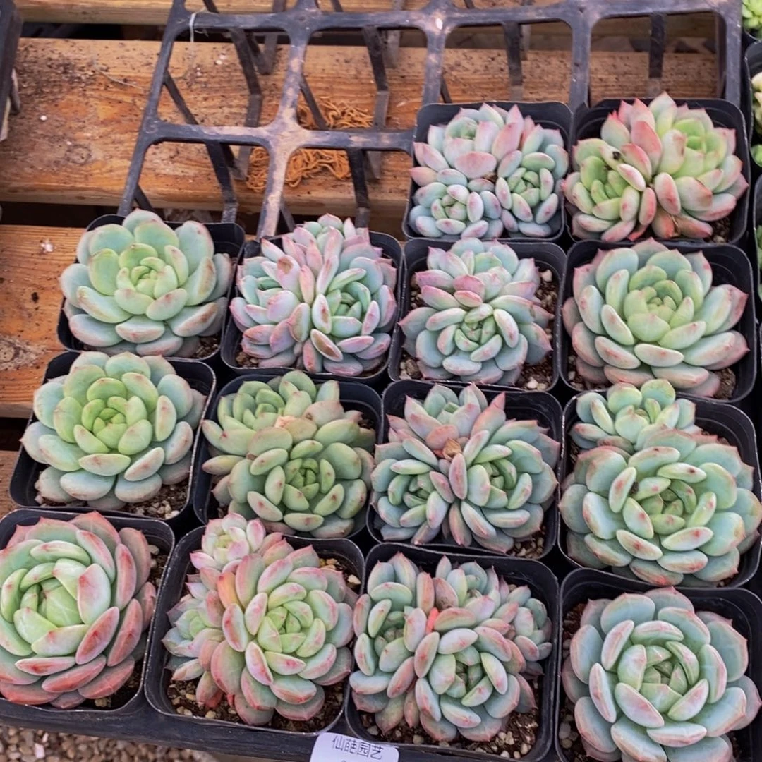 372多肉植物保护研究所所长的