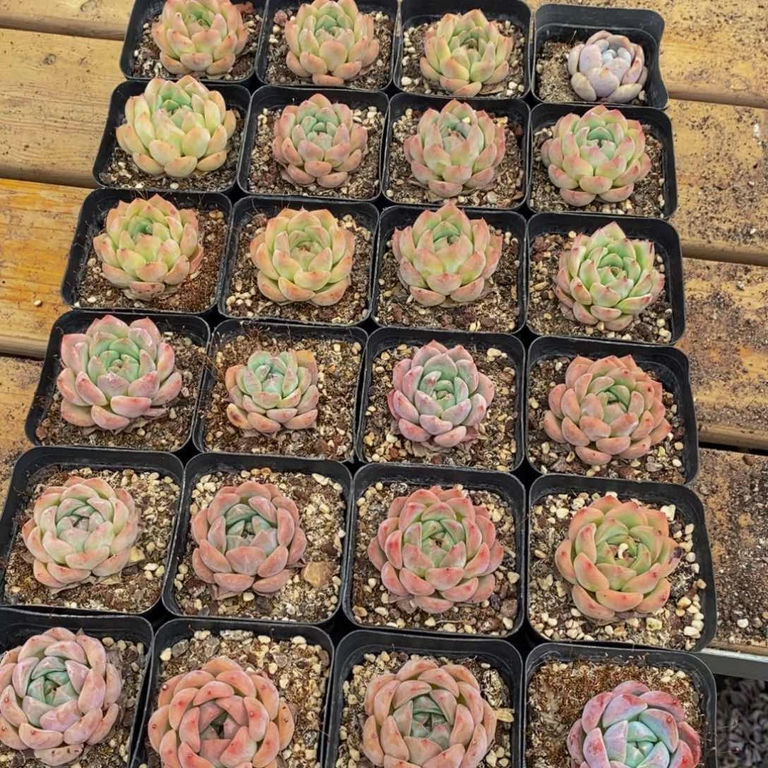 139多肉植物保护研究所所长