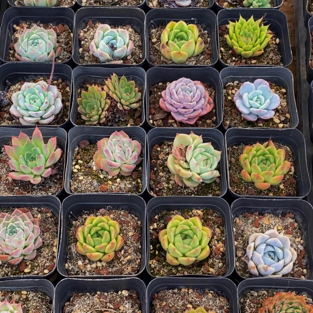 638多肉植物保护