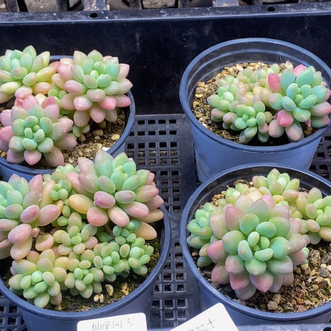 730多肉植物保护研究所