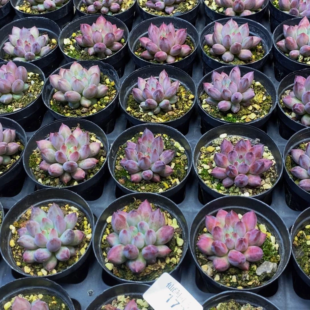 172仙葩园艺精品多肉