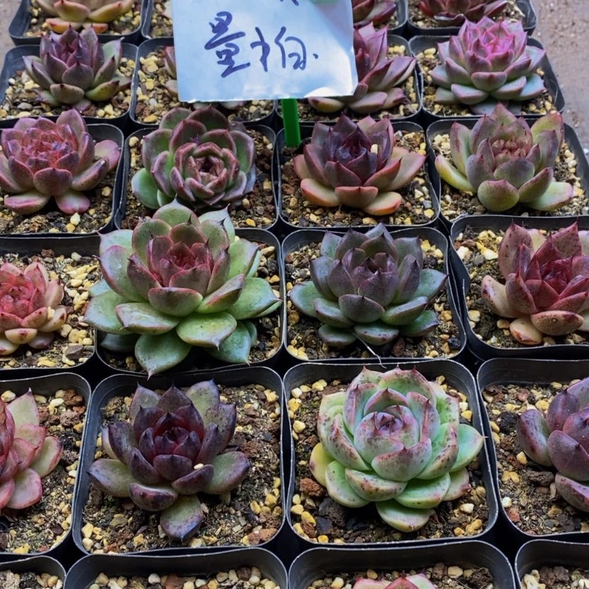 【闪购商品】210...
