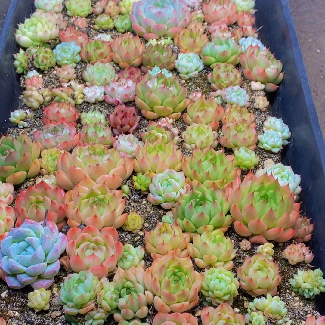 164多肉植物保护研究所所长的