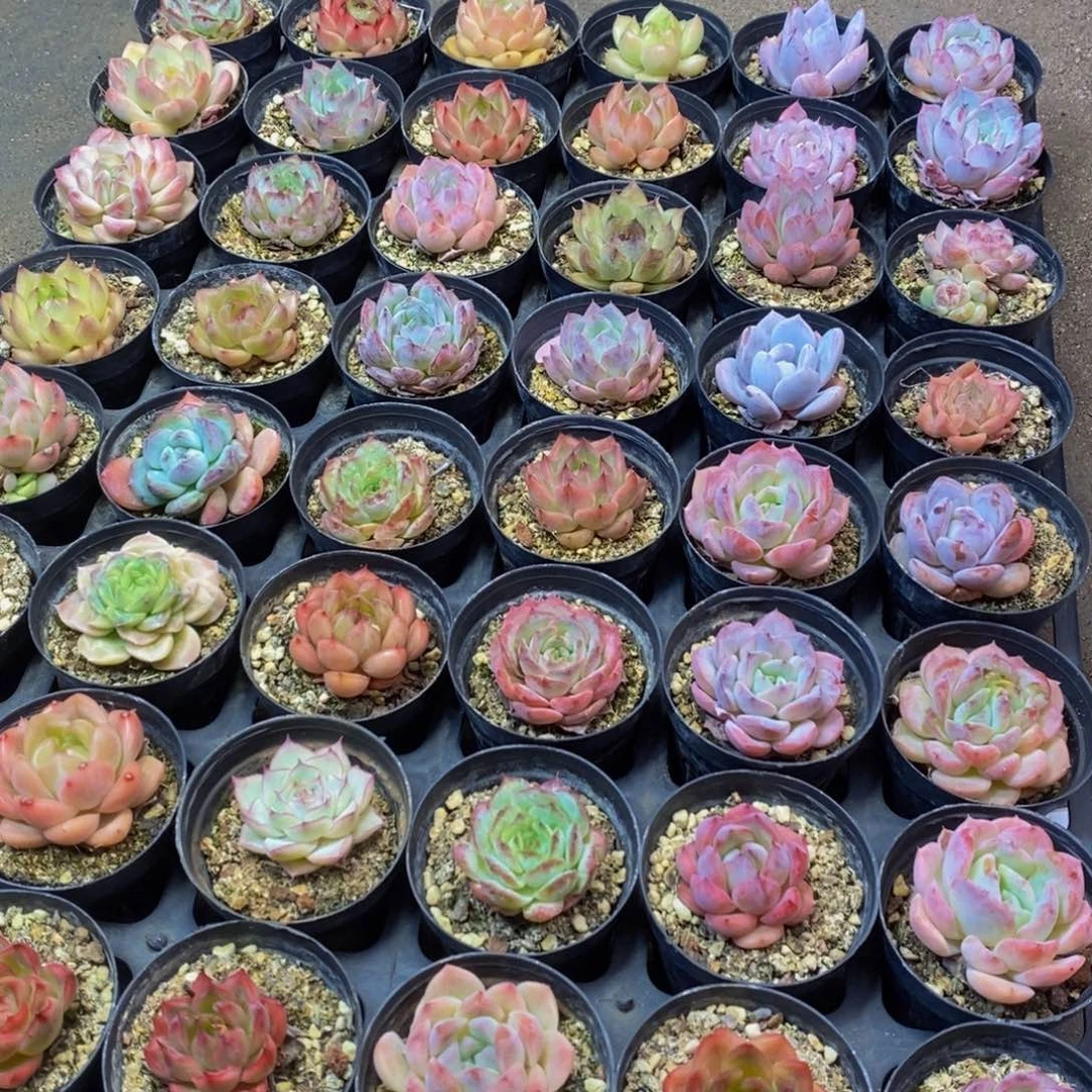 591多肉植物保护研究所所长