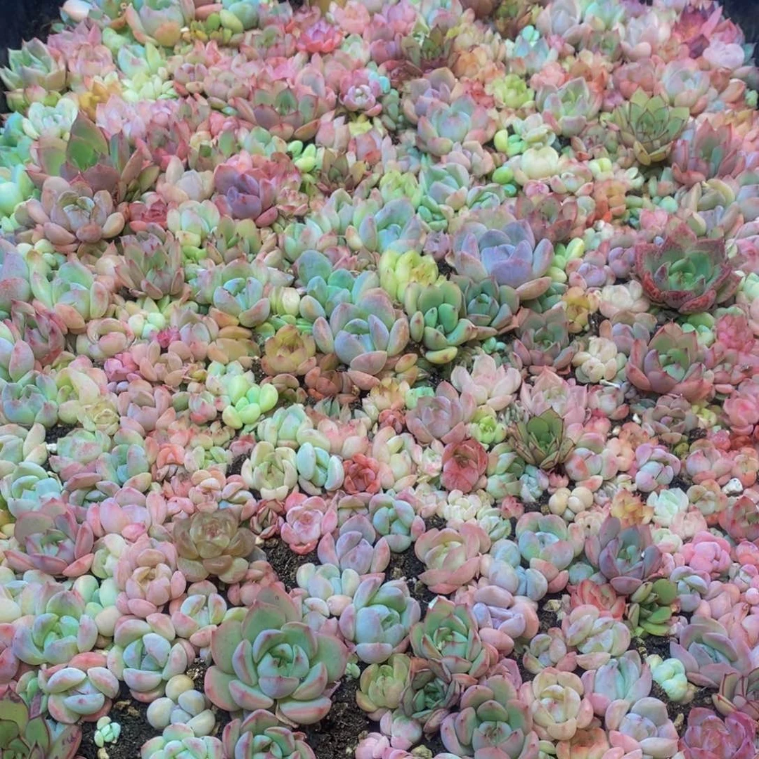 817仙葩园艺精品多肉