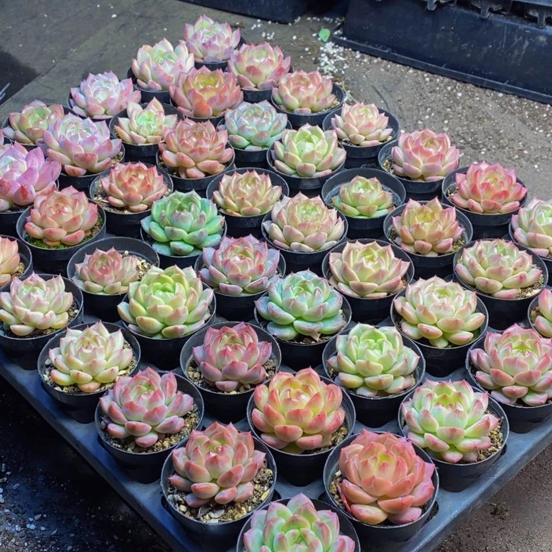 500多肉植物保护研究所所长