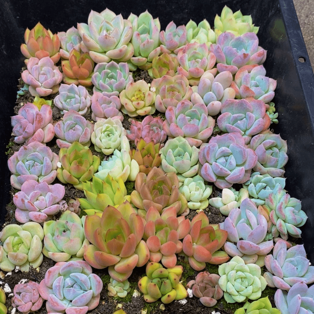 386 仙葩园艺精品多肉植物