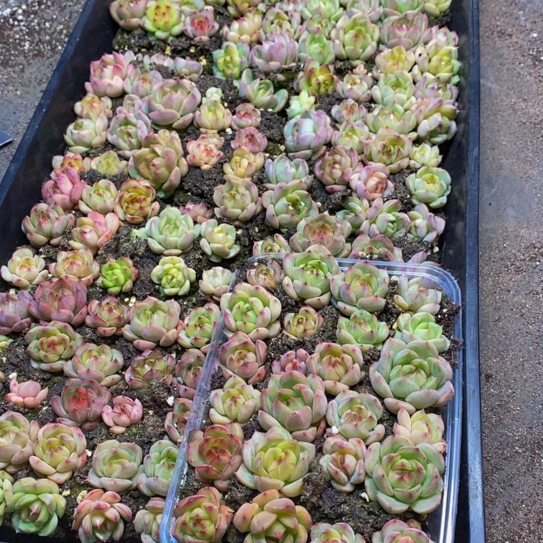 001 仙葩园艺精品系列产品