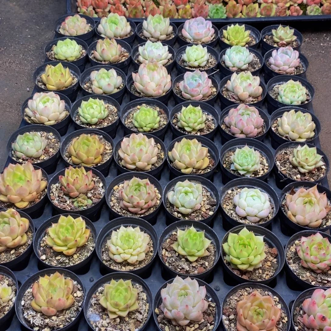 29多肉植物保护研究所所长