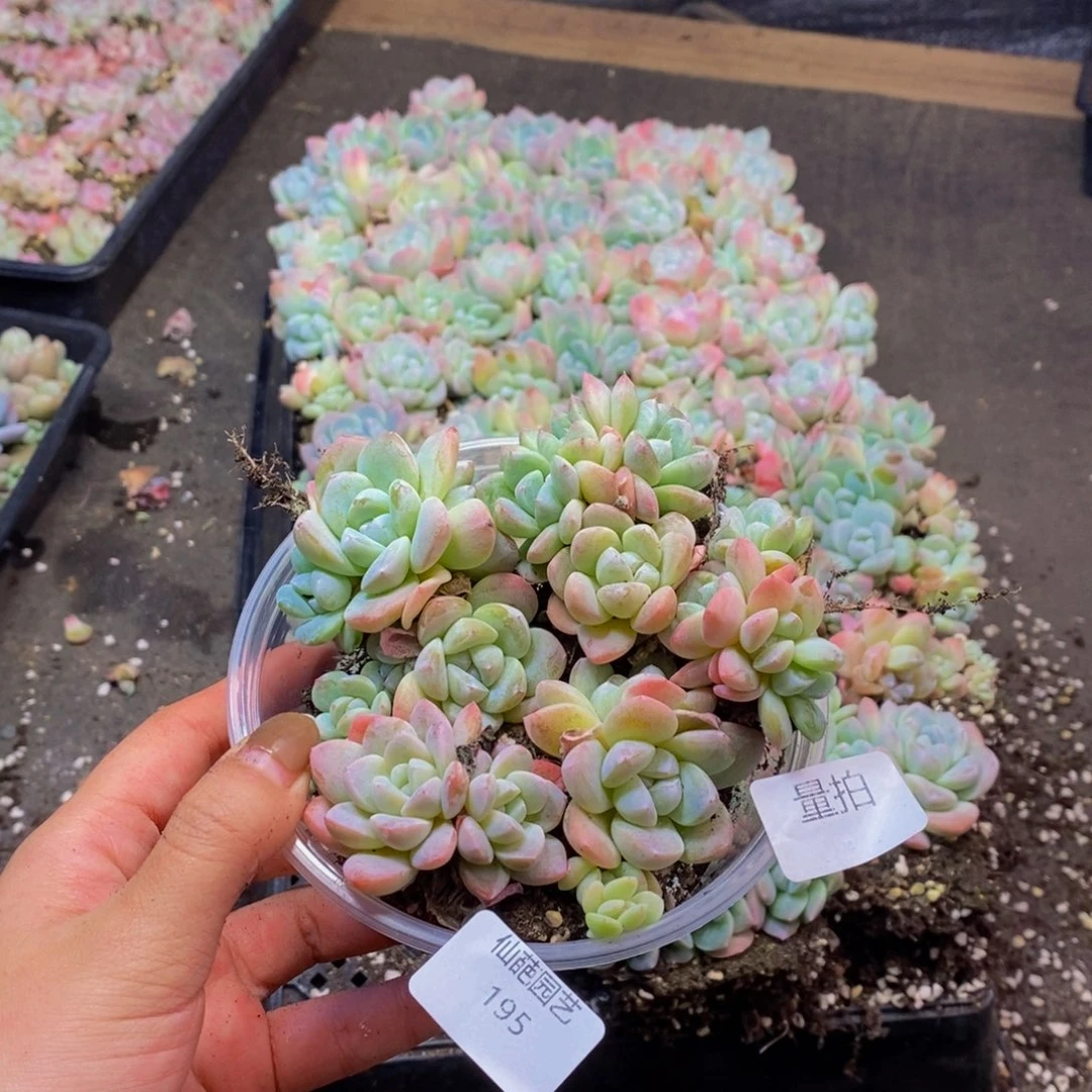 195多肉植物保护量拍一盒