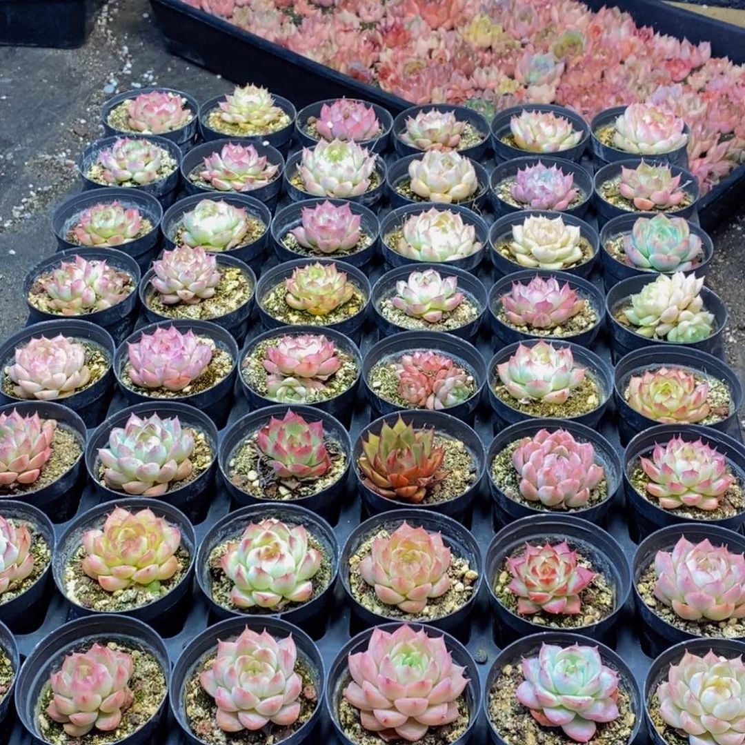 761多肉植物保护研究所所长