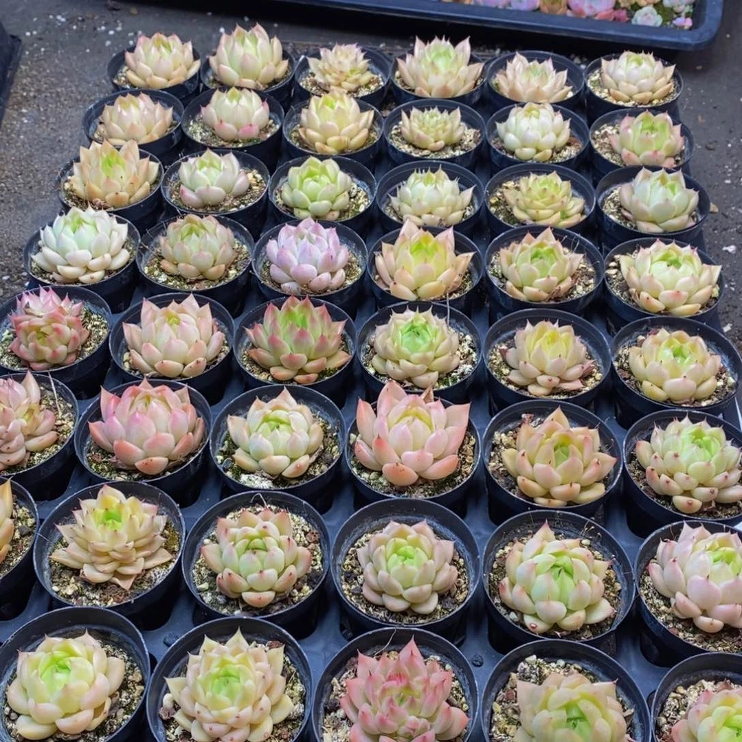 166多肉植物保护研究所所长