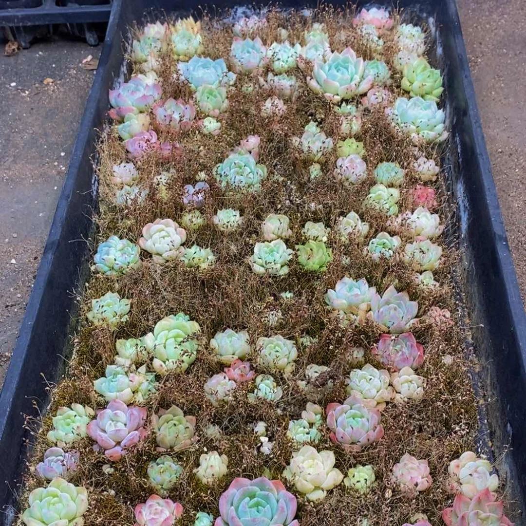 424多肉植物保护研究所