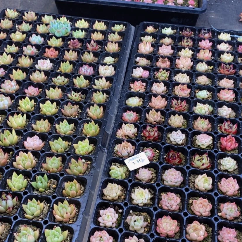 【闪购商品】130多肉